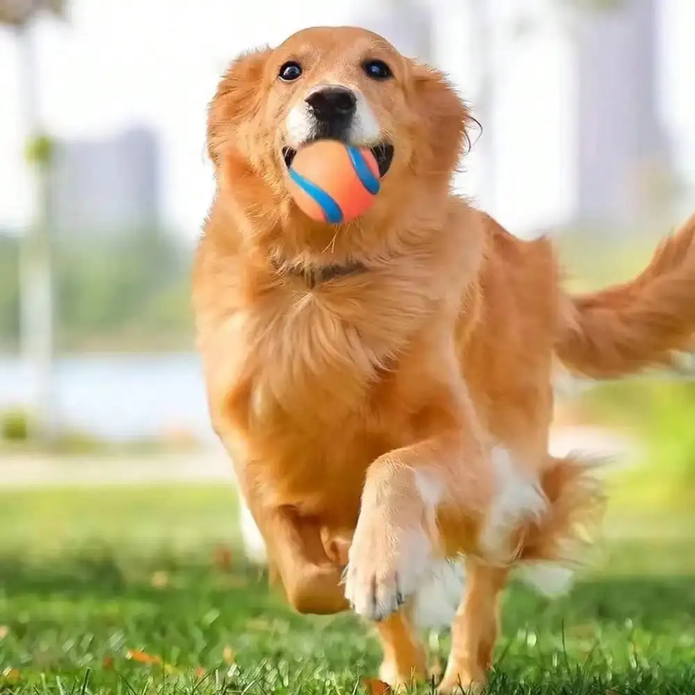 Thumbnail 3 - #26 Dog Balls Comparison Guide