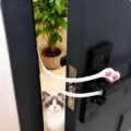 Wht Cat Paw - Door
