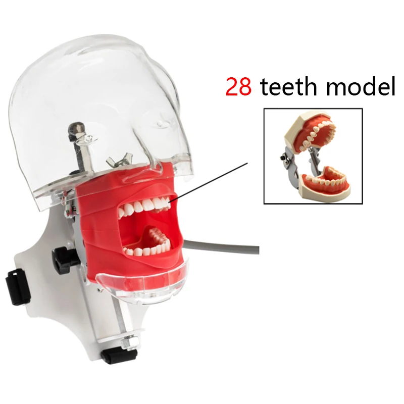 Dental Phantom Head with Teeth for Dentist Teaching Practice Training Apparatu Dentist Model Manikin Head Model Dental Simulator