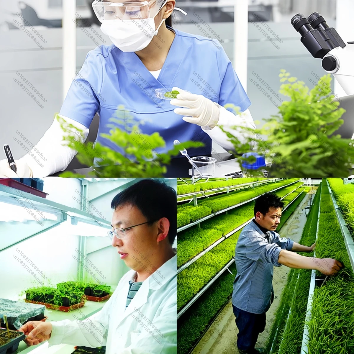 Factory Price Plant Hormone Control Overgrowth Prohexadione Calcium Prohexadione-Calcium KUH-833 98%TC