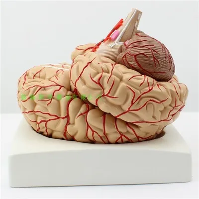 Brain cortex partition model of human brain organs nervous system anatomical model of brain model