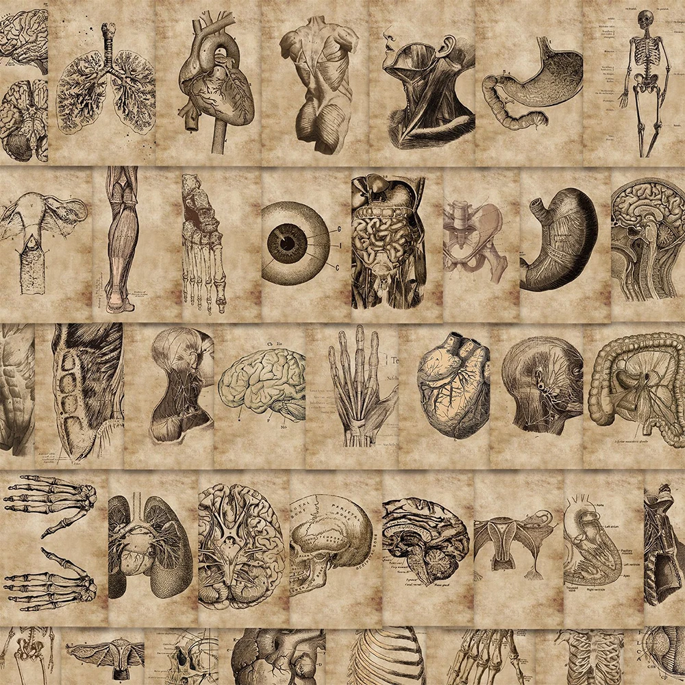 10/30/56 Stück coole Vintage-Anatomie und Physiologie, die Körperstruktur, Aufkleber für Tagebuch, Schreibwaren, Telefon, Skelett, Graffiti-Aufkleber