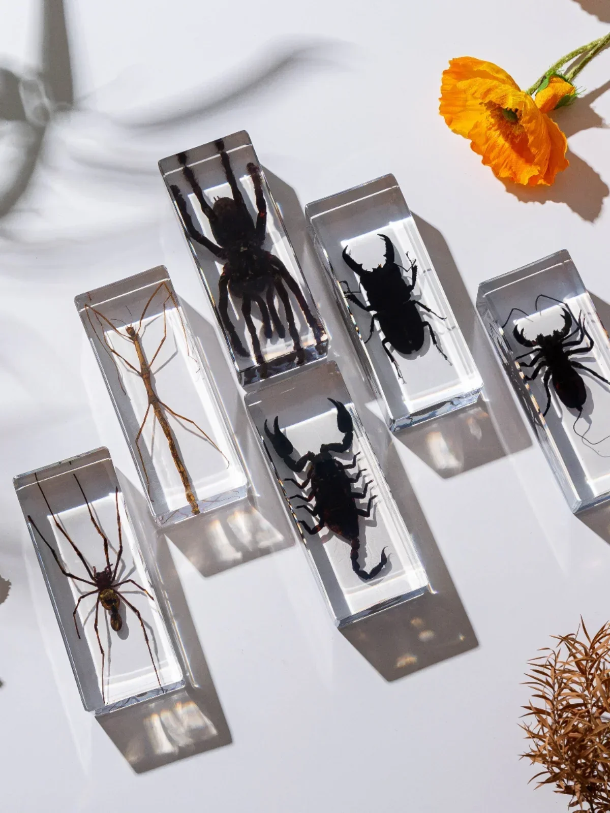 Real Animal Insect Specimens Resin Wrapped Big Cicada Spiders Scorpions Locusts Centipedes Hornets Bees Butterflie Decoration