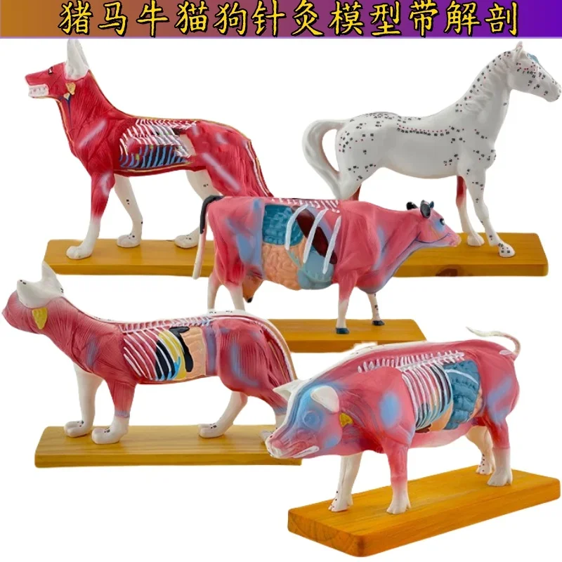 Pig, cat, dog, cow and horse acupuncture model with anatomy collection, animal acupuncture model, veterinary teaching animal ana