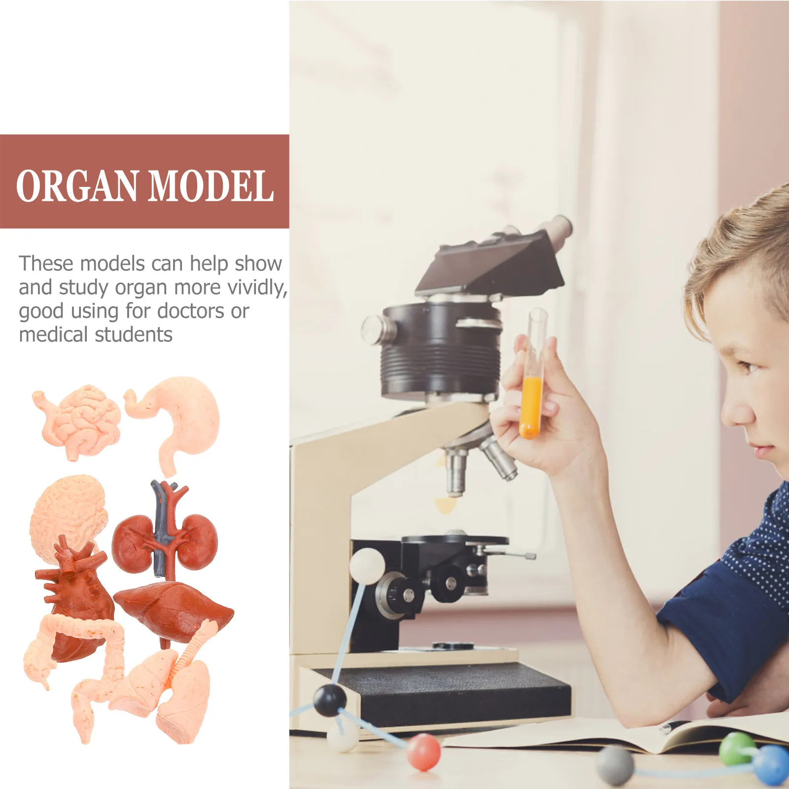 Human Organ Anatomy Model Set 8 Piece Realistic Educational Teaching Kit for Students Classroom Study