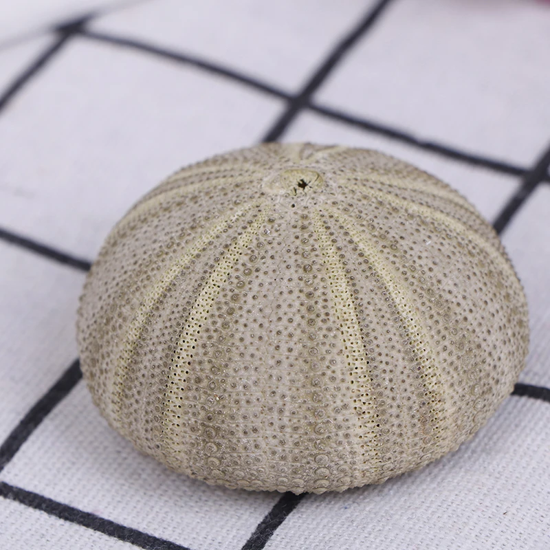 1PC Handicraft Natural Shell Conch In Characteristic Tourist Area Natural Green Sea Urchins Tillandsia Home Decoration