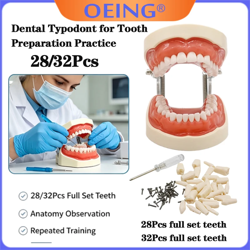 28/32 Dental Teeth Model Dental Teaching Model Soft Gum Resin Typodont Standard Removable Practice Training Demonstration Model