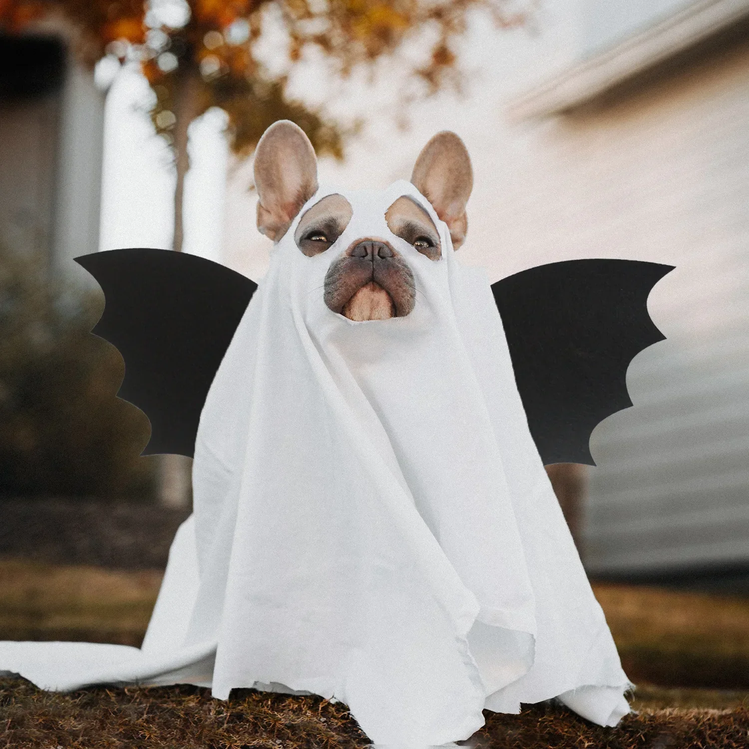 هالوين الأطفال الكرتون حزب مصاص دماء باتمان أجنحة الحيوان تأثيري الأداء الدعائم مرحلة الملابس والاكسسوارات