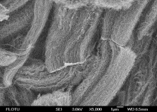 

COF&2,9-bis[p-(formyl)phenyl]-1,10-phenanthroline