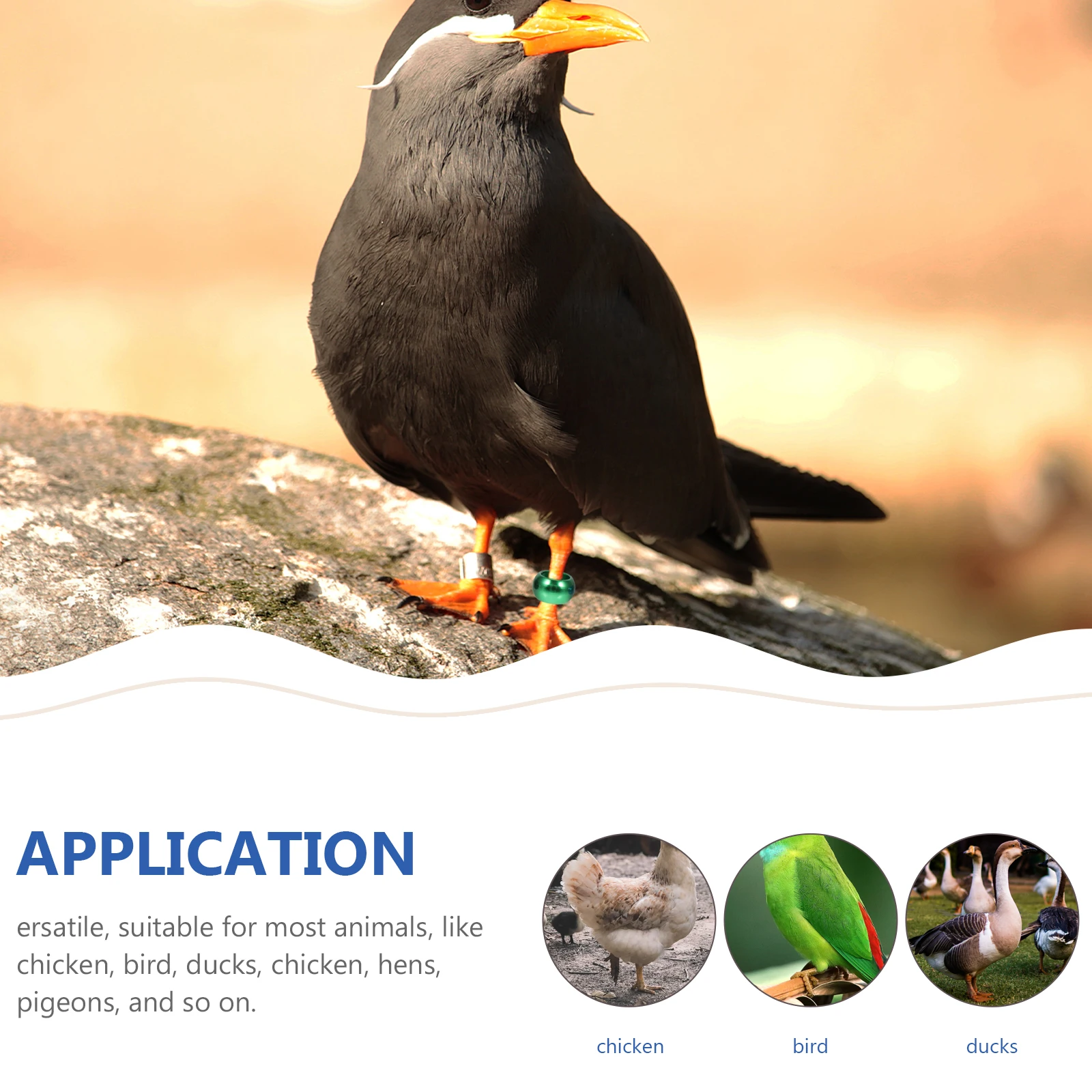 

10 Pcs Bird Ankle Ring Pigeon Aluminum Bands Foot Circle Chicken Catcher Leg Hook