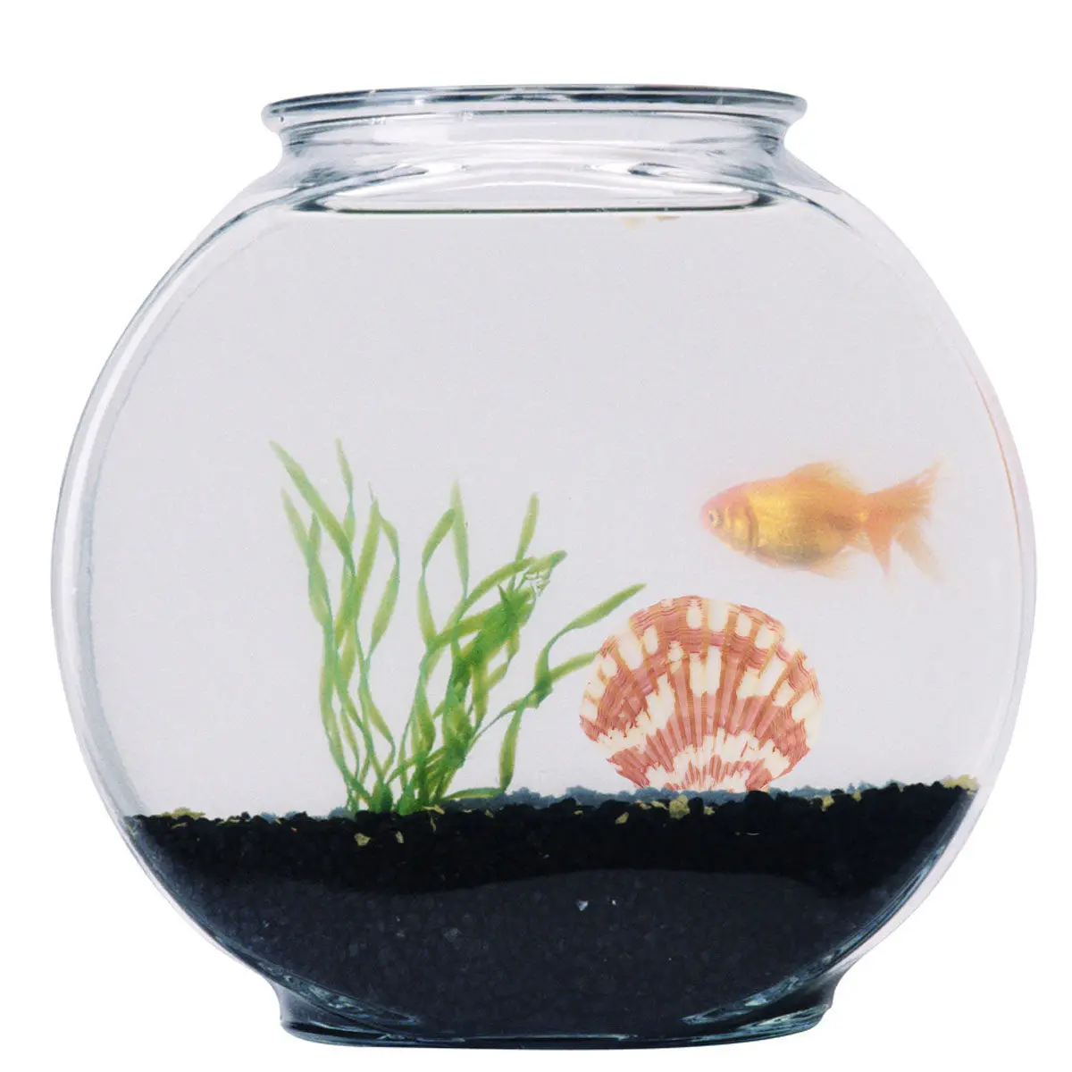 250G Natural Shell Conch Ornament Mixed Sea Style Fish Tank Aquarium Decoration DIY Photo Frame Landscape Accessories