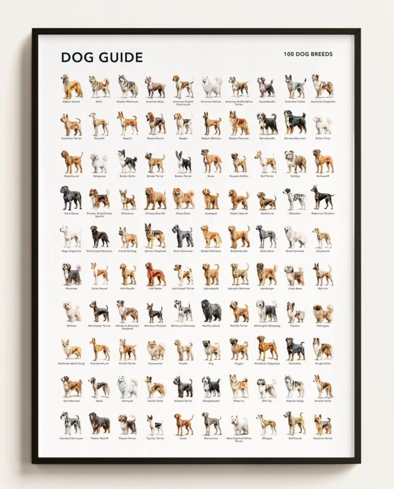 Honden Soorten van de wereld Populaire rassen Grafiek Kunstposter Rome Decoratie