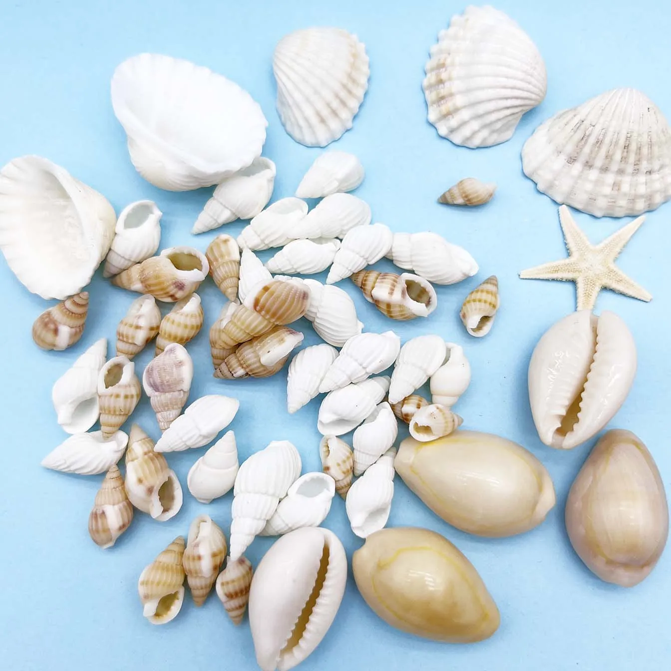 Thumbnail 3 - #31 Latest Vase Fillers Offers