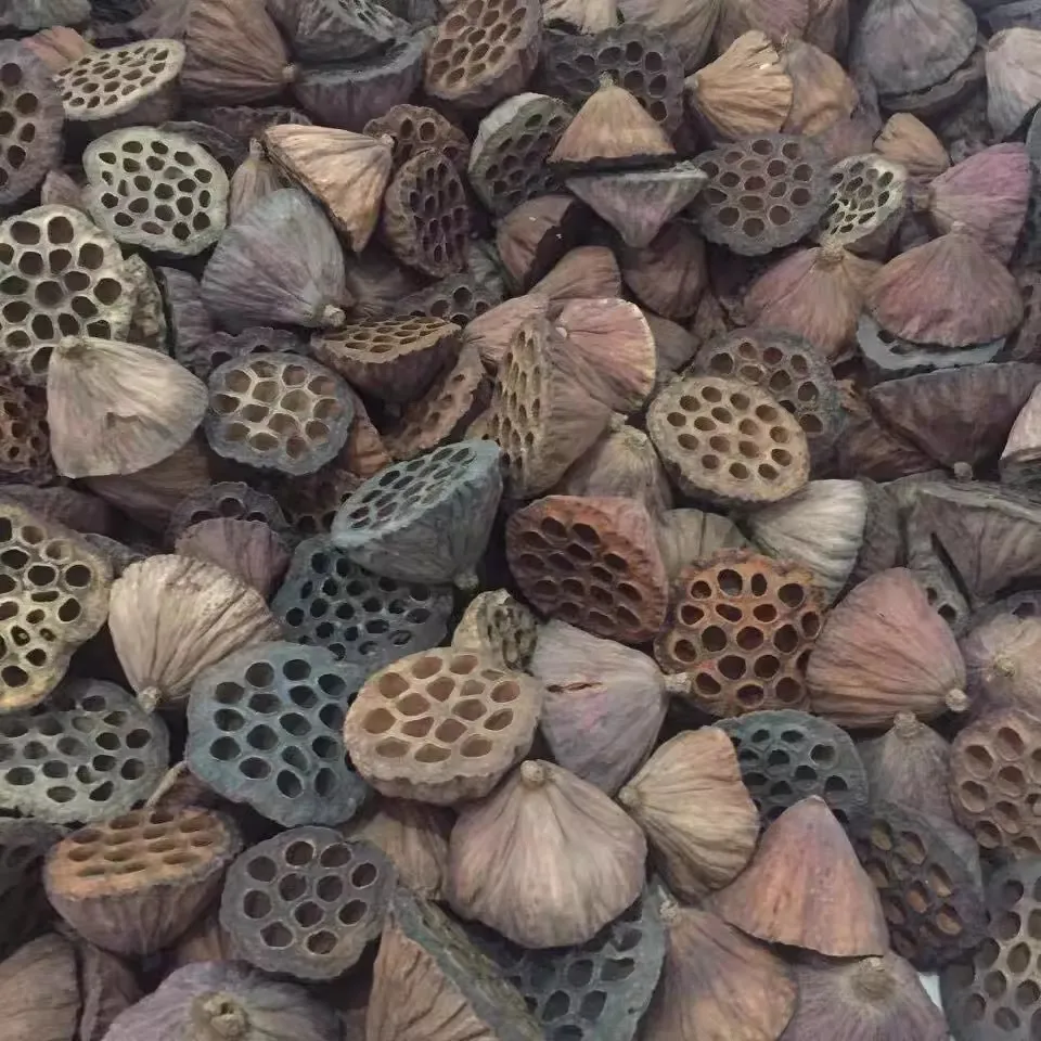 Natural Dried Brown Lotus Flowers Preserved Mini Flower Crafts for Home Decoration Diy Crafting Accessories 1pcs