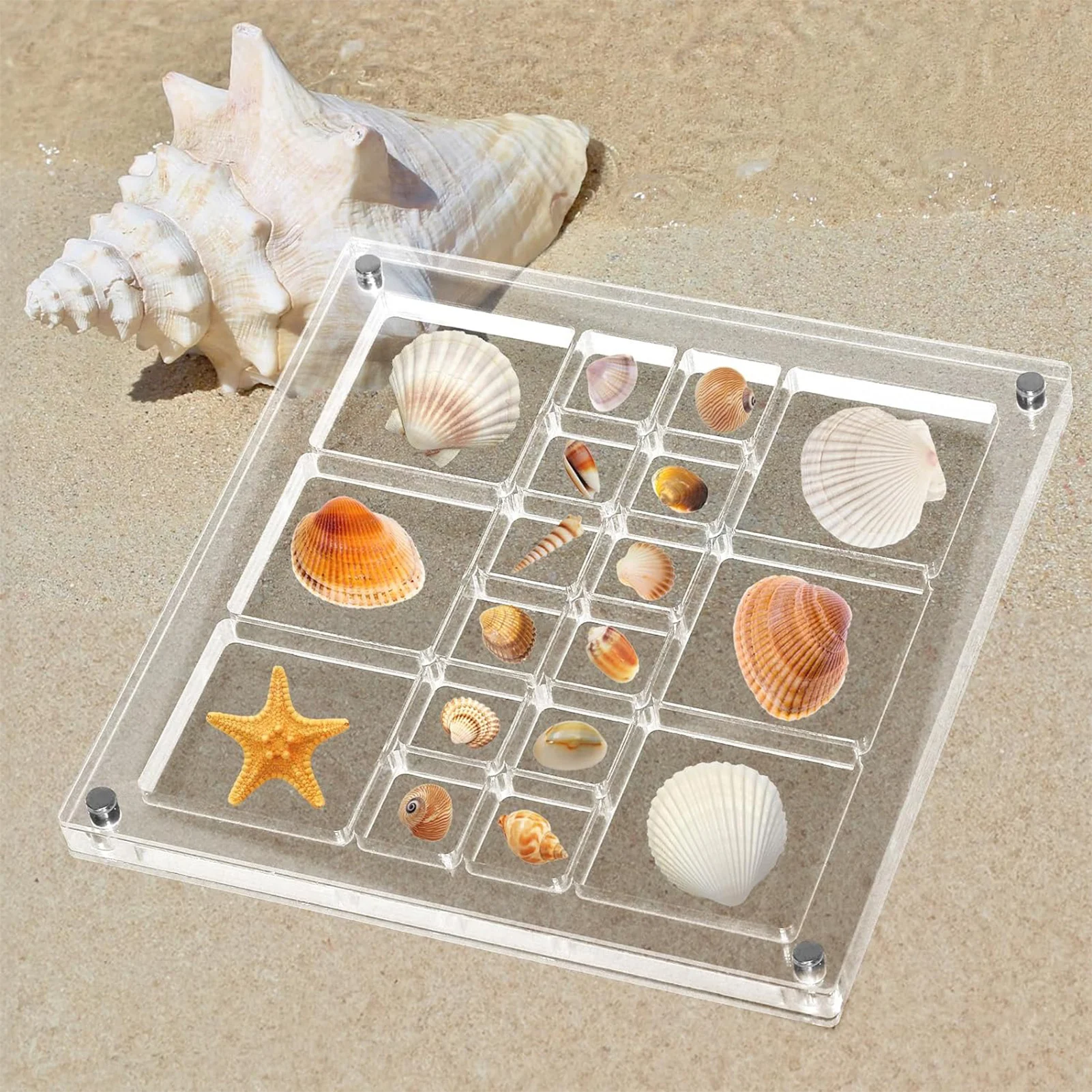 

Acrylic Magnetic Seashell Display Box Small Craft Organizers Display Case for Seashells and Starfish