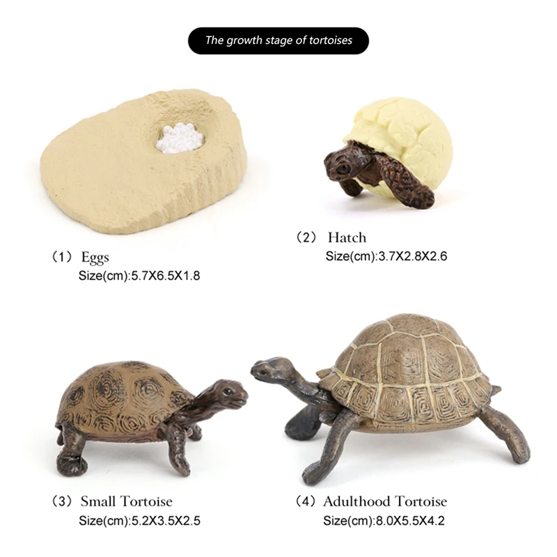 Simulation de la vie animale de la tortue, jouets pour enfants, subventionnement de la croissance des animaux, modèle de croissance des animaux