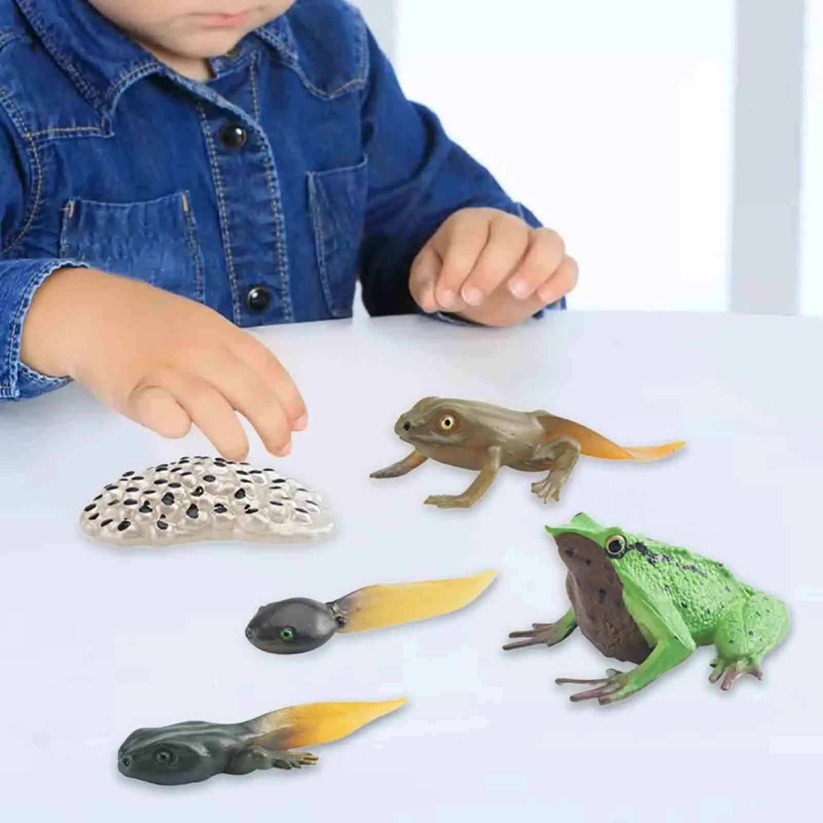 Life Cycle of Frog Toys Cognitive Teaching Materials Realistic for Age 3 to 6 Egg Tadpole to Frog Animal Growth Cycle Set