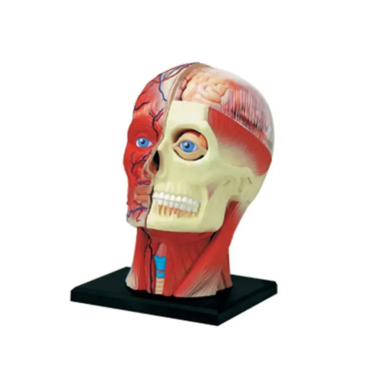 4D MASTER Human Head Muscle Nerve Organ Anatomy Model Medical Teaching DIY Puzzle Assembly