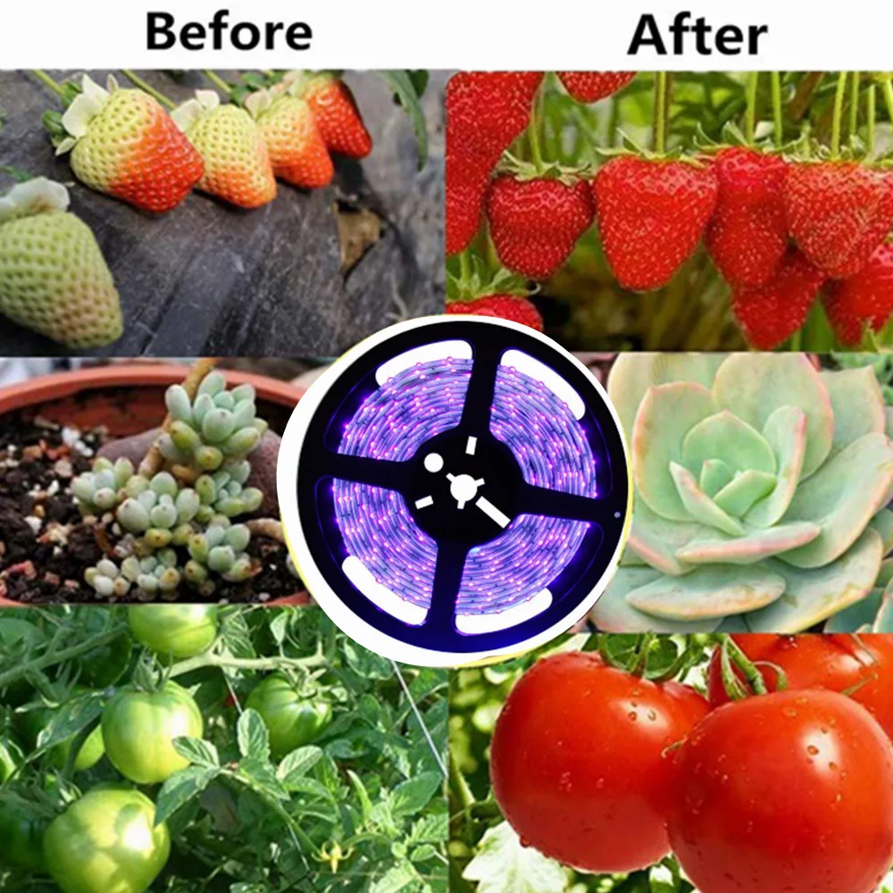 Solar Plant Grow Light Strip, Promote Growth Eco Friendly 5M LED Lamp High 50w Solar Power Solar 12V Controller LED Grow Light