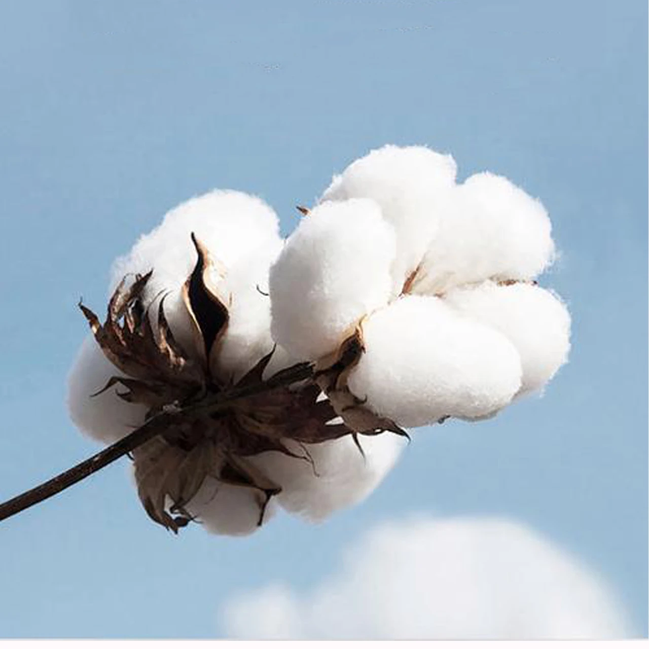 1/3/5/10Packs FLASHWICKS Flash Cotton for Metal Sprial Coil Wire Organic Cotton for MESHED High Quality Natural Bacon vs Muji