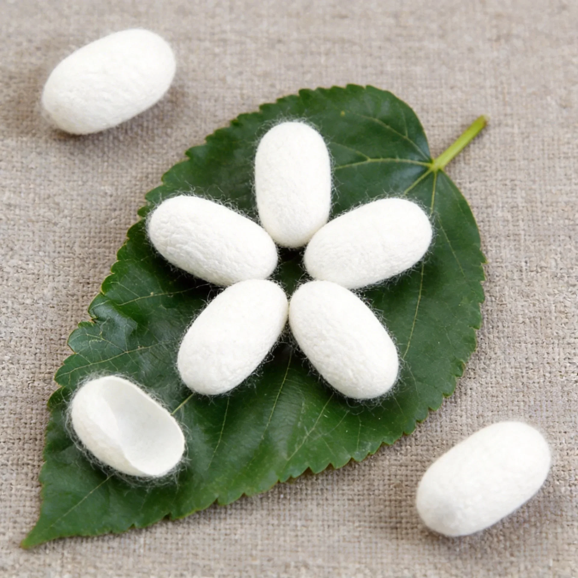 

Factory Direct Bulk Wholesale Natural White Mulberry Silkworm Cocoons Grade A Dried Premium Cocoons with Pupae Mulberry Silk