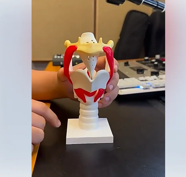 Movable Thyroid Cartilage Larynx Model with Vocal Cords, Anatomy Model for ENT Medical Education