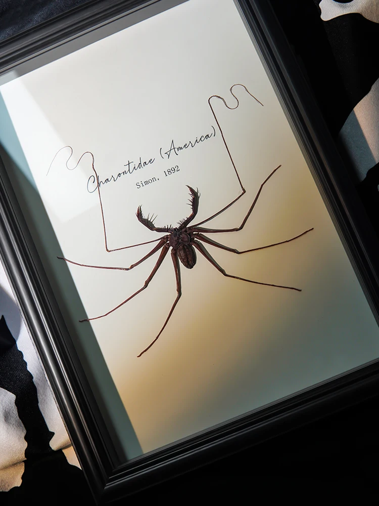 

Rare Real Insect Spider Specimen Decorative Painting Educational Teaching Children's Cognitive Gift Home Decoration Artwork