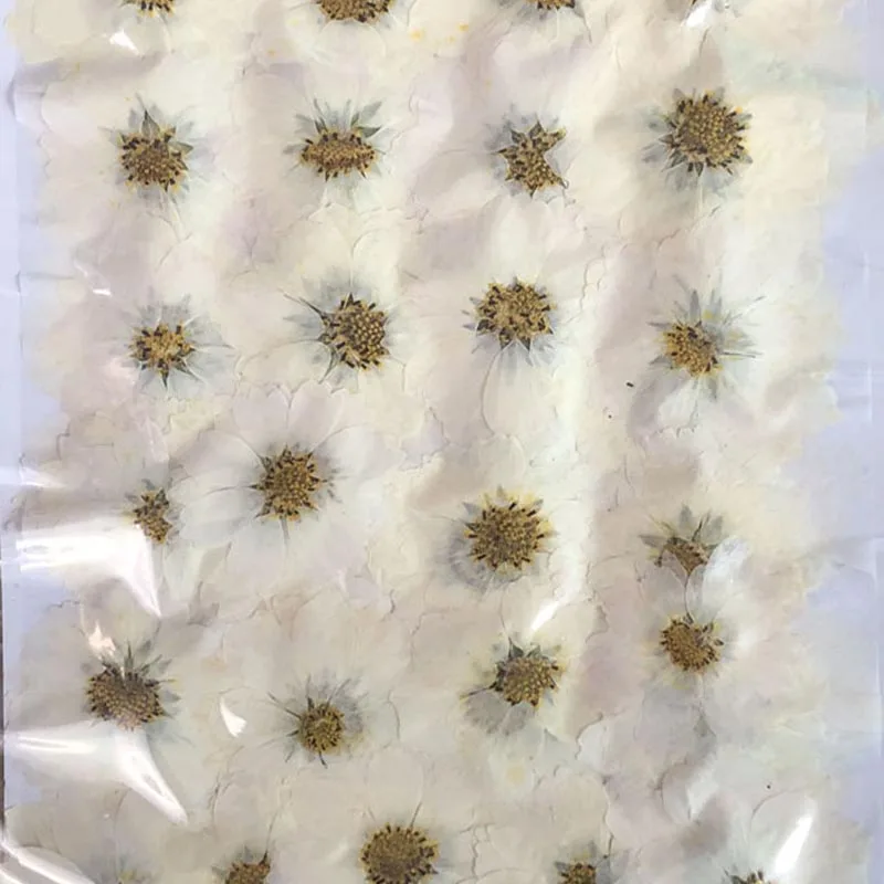 60pcs Dried Pressed 4-7cm White Cosmos Bipinnata Cav. Flower For Postcard Photo Frame Jewelry Bookmark Craft DIY Accessories