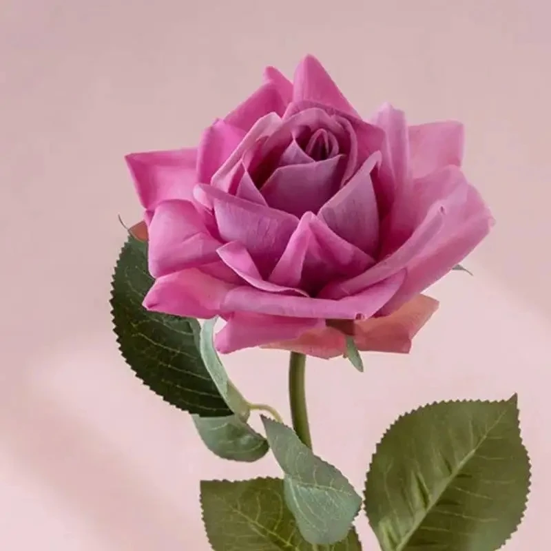 Purple rose