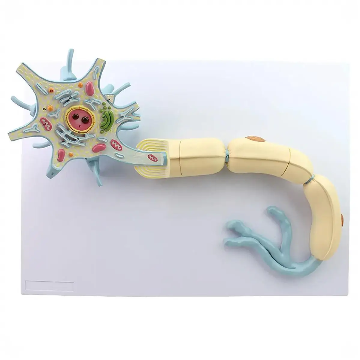 

2 Parts Human Neuronal Somatosomes And Nerve Cells Fibers Model Medical Teaching Models