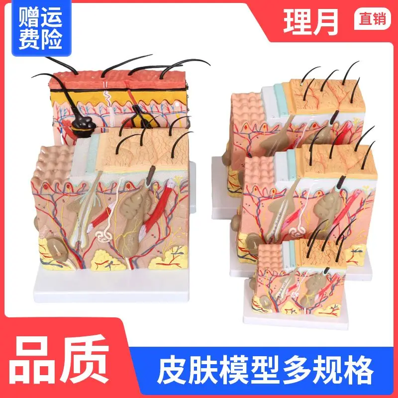 50X Skin Model Human Skin Structure Tissue Magnification Anatomy Medical Stereo Epidermal Level Skin Cosmetology