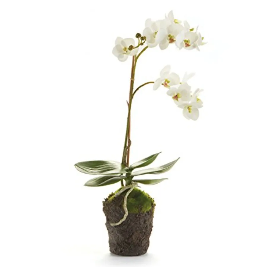 

Консерватория PHALAENOPSIS Орхидея, 17 дюймов, белое искусственное комнатное растение с реалистичным внешним видом и долговечным Durab