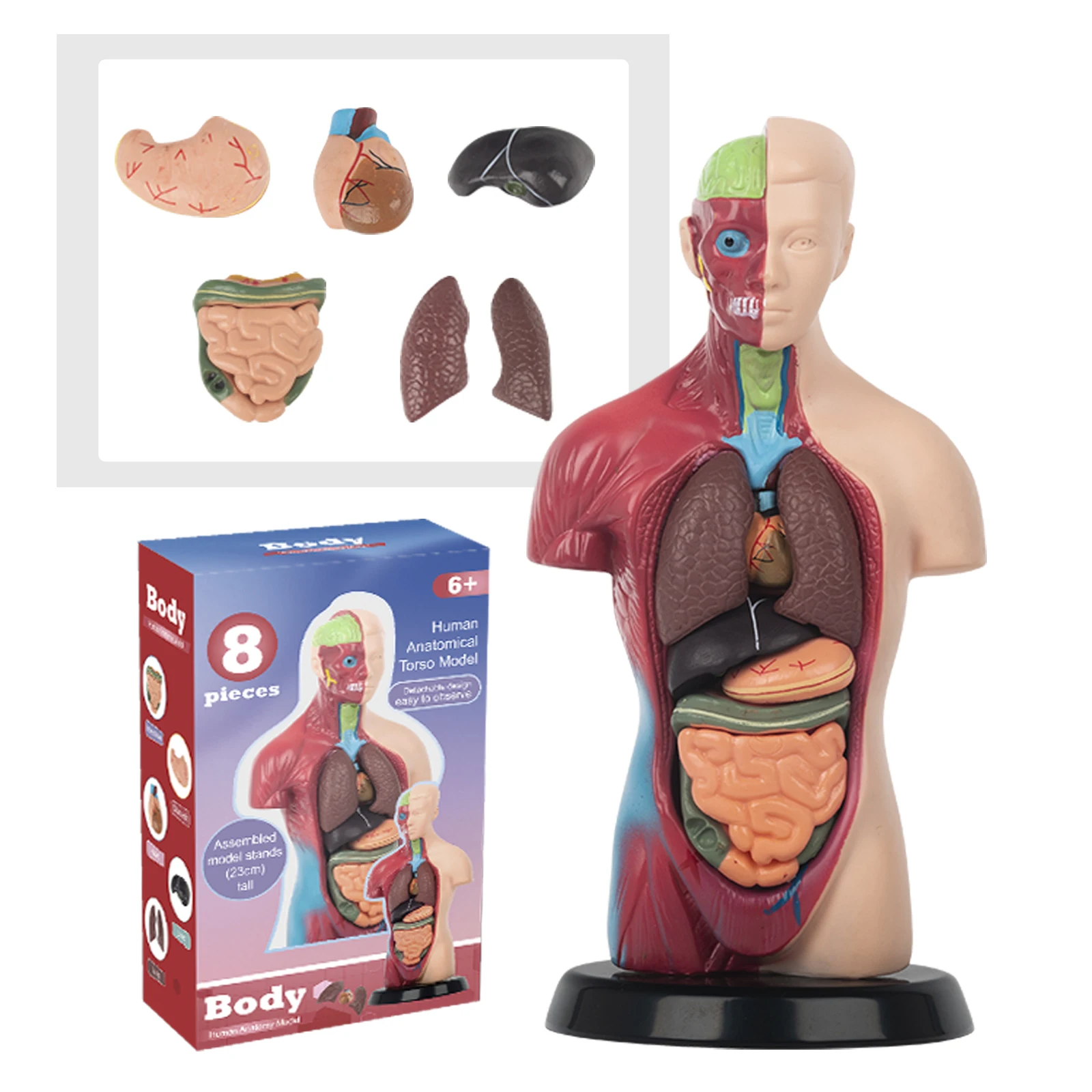 Detachable 3D Assembly Biomedical Anatomy Half Body Trunk Muscle Toy For Children'S Human Organ And Visceral Structure Model
