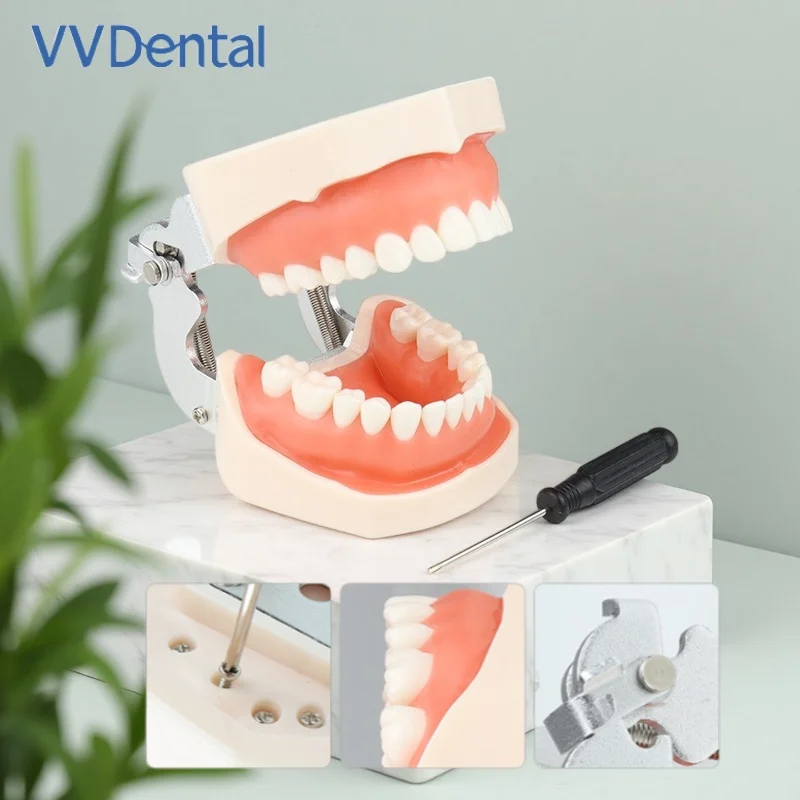 VVDental Professional Typodont Model 28/32pcs Realistic Resin Teeth w/ Removable Soft Silicone Gums for Dental Practice&Teaching