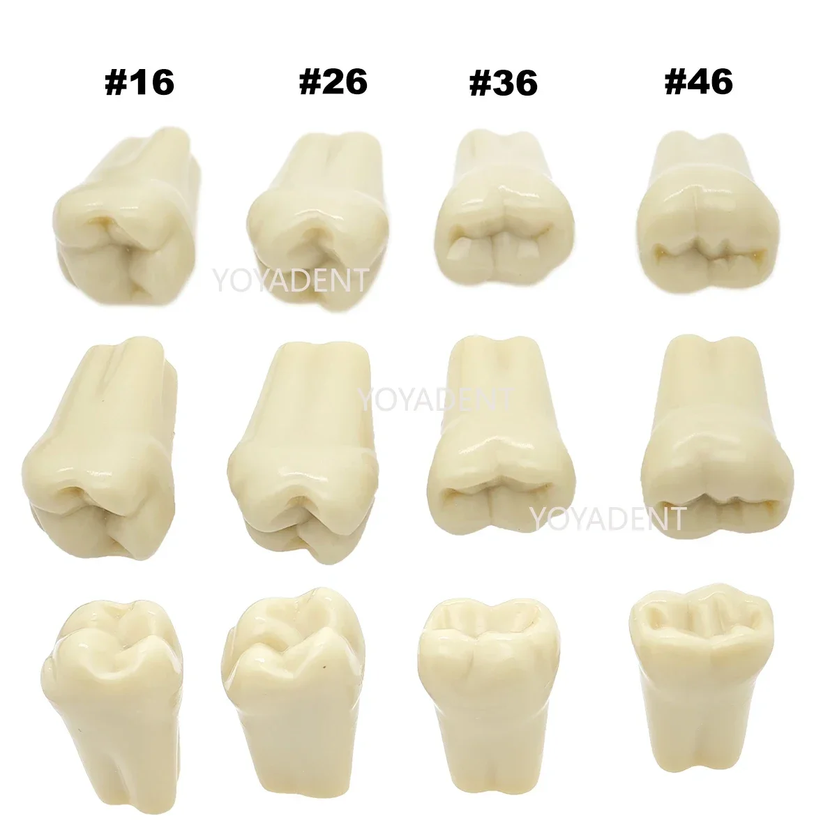 Fit Frasaco A3 Dental Teeth Model Full teeth 32Pcs Replacement Tooth Particles For Patient Education Demo