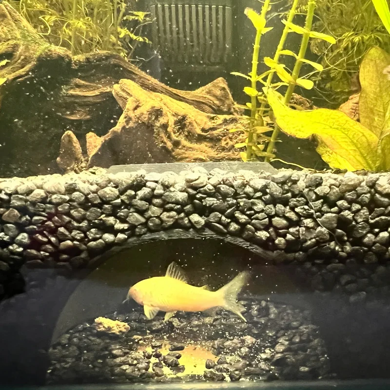 1PC Aquarium cave Fish tank underground hiding cave For Aquatic Pets To Breed, Play AndRest Fish Tank Ornaments