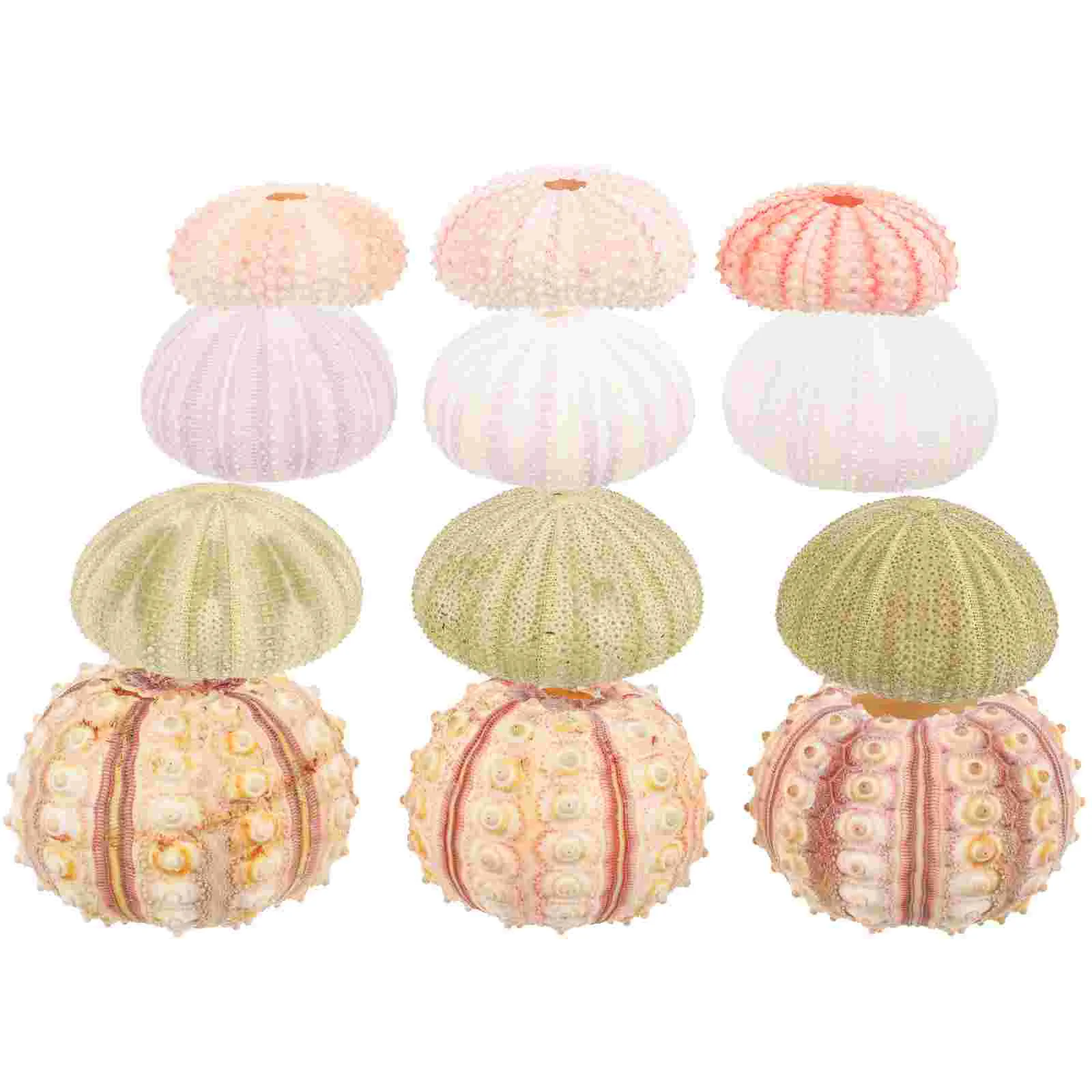 

12 Pcs Natural Sea Urchin Shell Air Plant Holders Decorative Conch Shells Tabletop Bookshelf Craft Accessories Green