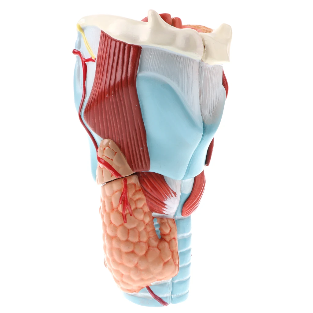 Professional 2x Human Pharynx And Larynx Skeleton Model,5 Parts, Science Toy Laboratory Equipment