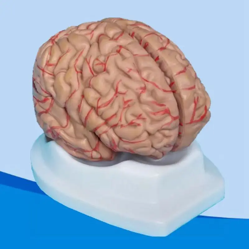 

1:1Brain tissue model with Blood vessel Anatomy of the brain