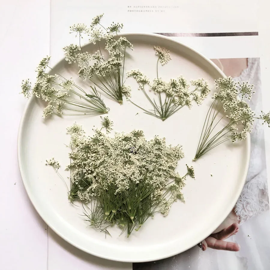 

250X Pressed Dried Natural White Multi-head Ammi Majus Flower Plant Herbarium For Jewelry Postcard Invitation Card Bookmark DIY