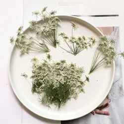 50X Pressed Dried Natural White Multi-head Ammi Majus Flower Stalk Plant Herbarium For Jewelry Postcard Invitation Card Bookmark