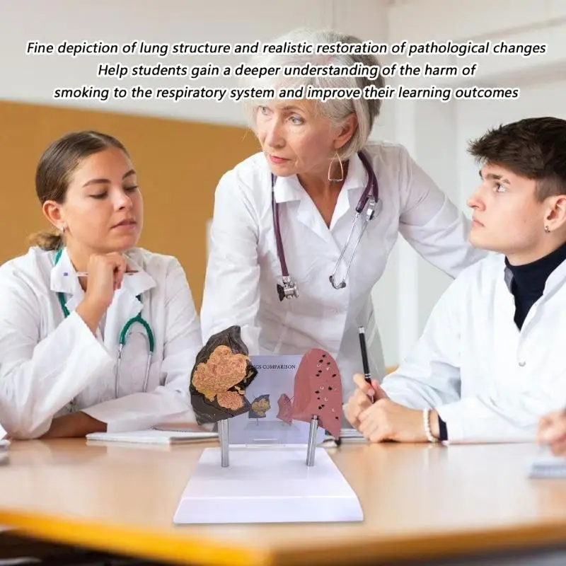 نفخة الرئة مقابل الرئة الصحية نموذج مقارن للتعليم السريري أداة تعليمية هيكل PVC الدائم F19E