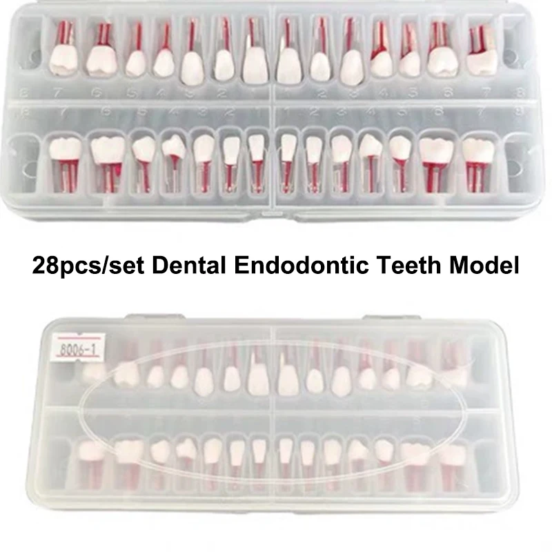 28 pz/set Dentale Endodonzia Denti Modello Bocca Completa Canalare Pratica Modello di Studio Endo Denti Blocco di Formazione