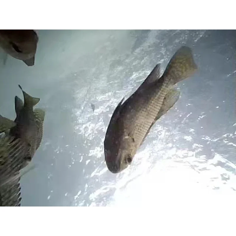 Imagem -06 - Câmera de Pesca Habilitada para Wi-fi para Observação Subaquática Baseada em Barco Lente Estável 70 ° Tiro Compatível com Todos os Dispositivos Inteligentes