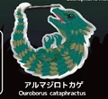 girdled lizard
