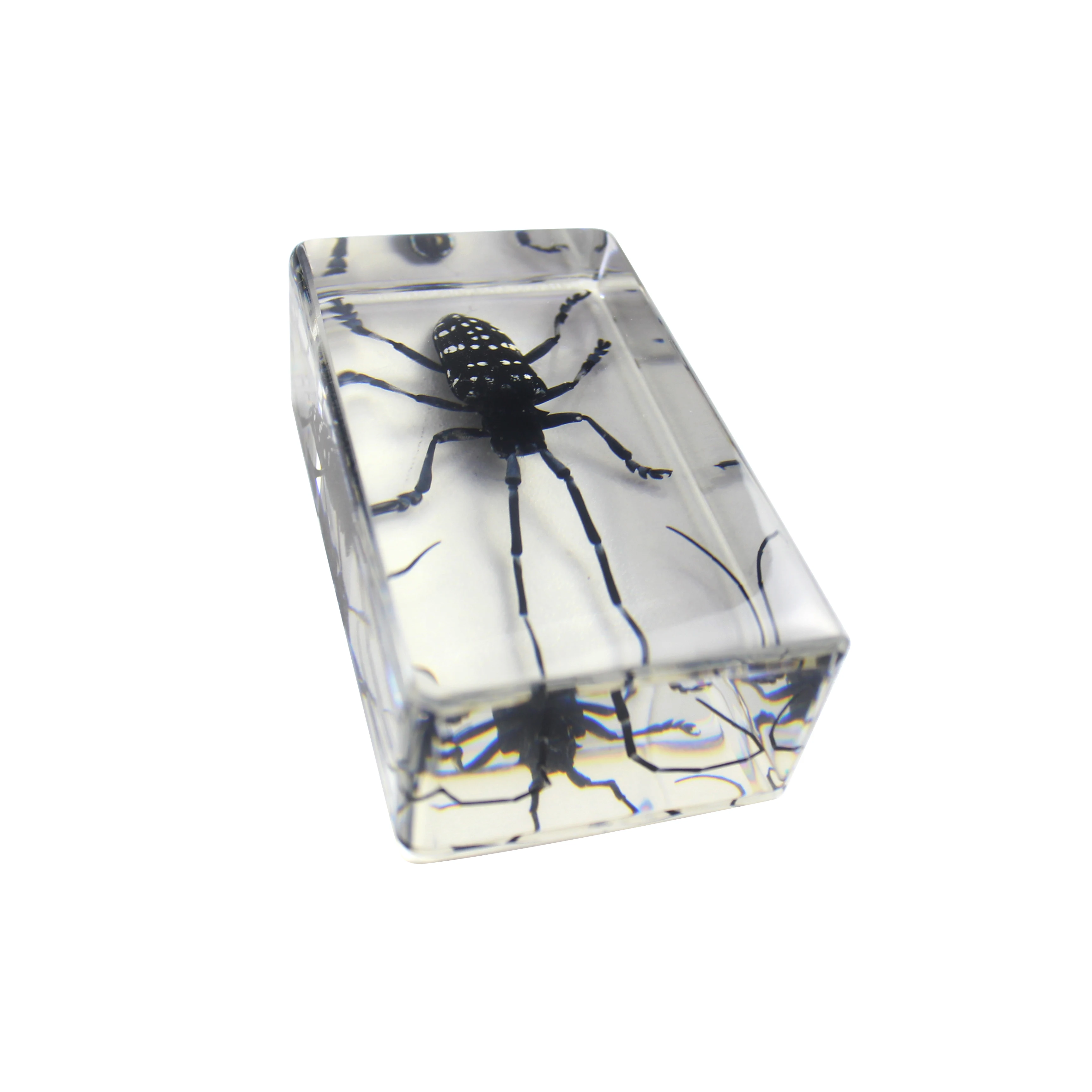 Kit di giocattoli educativi in acrilico con visualizzazione di campioni di animali diversi, kit per bambini