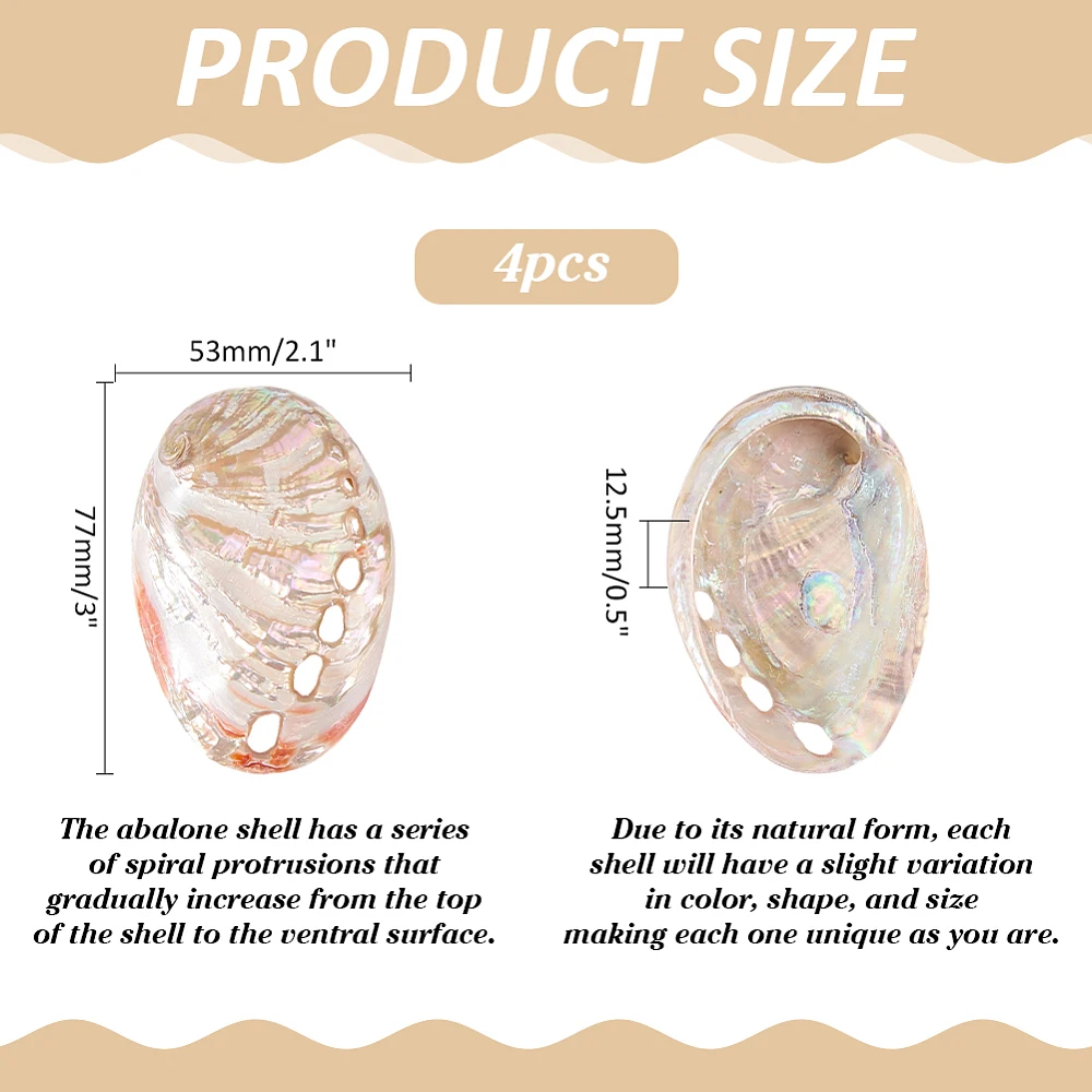 2Pcs Abalone Shells Abalone Shell Bowl 2 to 3 Inches All Shell Smudge Bowl Sage Burner Holder for DIY Art Crafts Vase