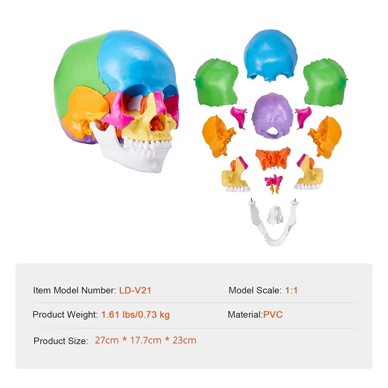 Human Skull Model, Life-Size Painted Anatomy Skull Model, PVC Anatomical Skull