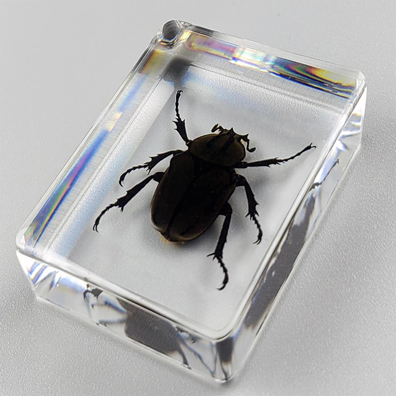 Natural Insect Specimens Resin Scarab Home Decoration Figurine Beetles Bugs Gifts For Environmentalists Home Office Ornaments