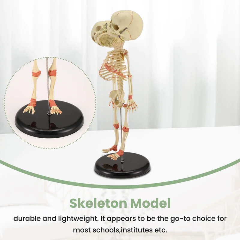 A35Q-Human Body Double Heads Baby Skull Bone Anatomy Brain For Display Research Teaching